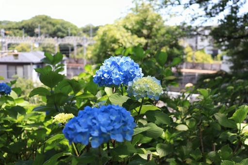 青い紫陽花 青い紫陽花の写真