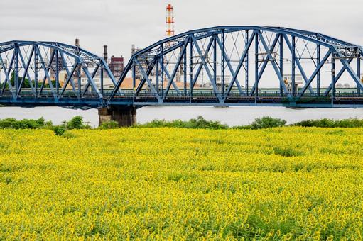 ヒマワリと鉄橋⑴ ヒマワリと鉄橋⑴ 夏,花,ヒマワリの写真素材