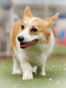 Corgi at the dog run, JPG Corgi at the dog run, JPG