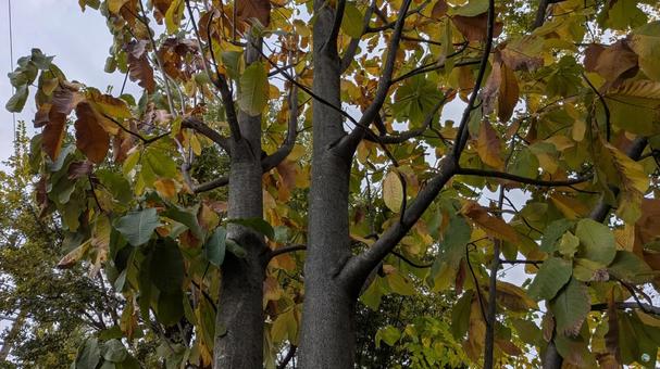 ホオノキの写真