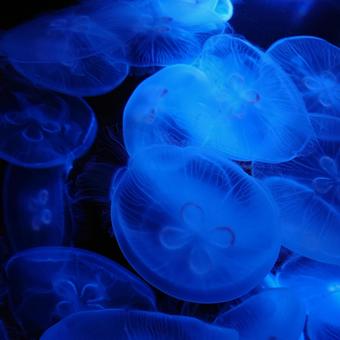 クラゲの世界 クラゲの世界 クラゲ,海月,神秘的の写真素材