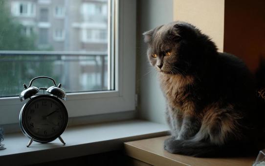 猫と目覚まし時計 猫と目覚まし時計の写真