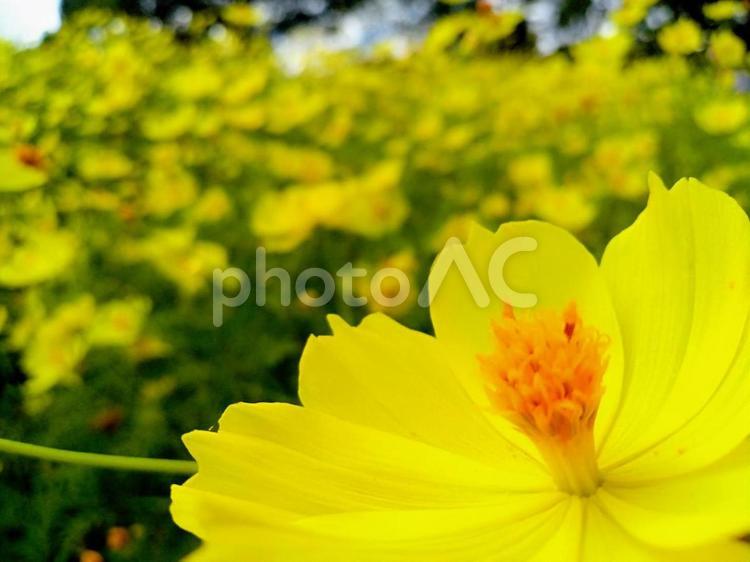 イエローコスモス お花,コスモス,かわいいの写真素材
