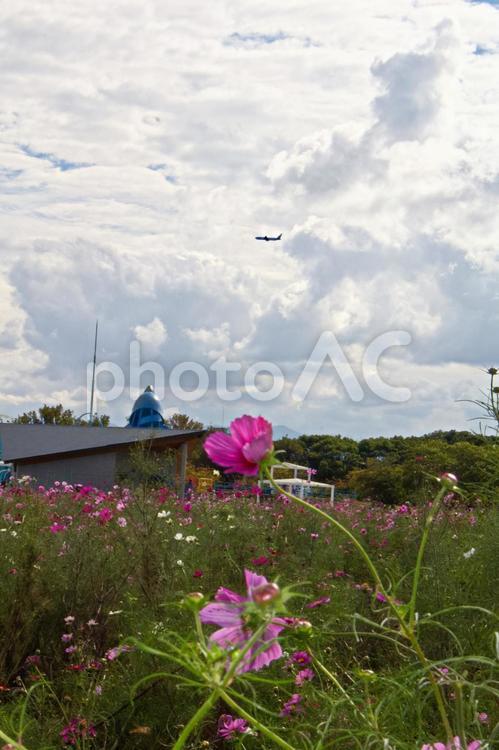 大空の中の舞台：飛行機とコスモス コスモス,秋,ピンクの写真素材