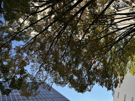 ビルと木々 秋,秋の風景,自然の写真素材