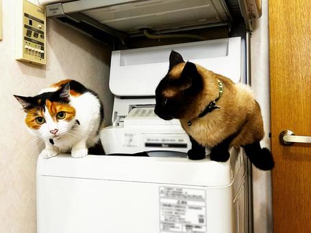 気になって集まる猫たち 気になって集まる猫たち 三毛猫,calico,catの写真素材