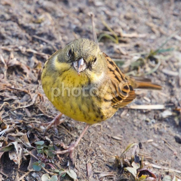 野鳥観察　森の中で佇む可愛い小鳥③ 鳥,野鳥,スズメの写真素材