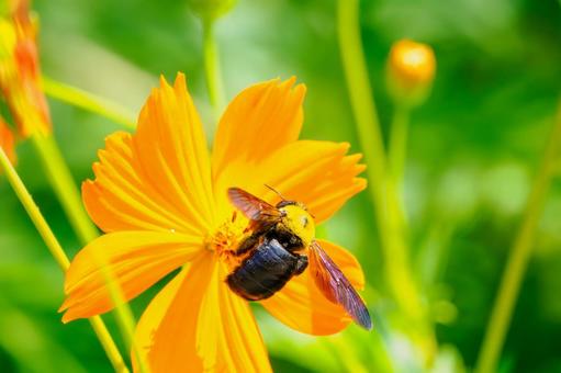 コスモスとクマバチ⑼ コスモスとクマバチ⑼ 花,コスモス,蜂の写真素材