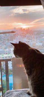 Photo, setting sun, cat, street, 