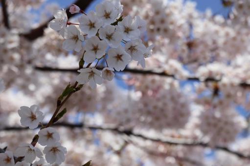 桜の花 桜の花 桜,春,桜の木の写真素材