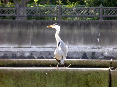 コンクリート護岸上で日光浴中のアオサギ コンクリート護岸上で日光浴中のアオサギの写真