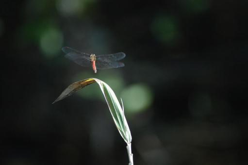 赤トンボ トンボ,赤蜻蛉,アキアカネの写真素材