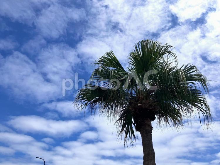 椰子の木と夏の青空 椰子の木,夏,青空の写真素材