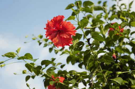ハイビスカスの赤い花 ネパール 3 ハイビスカスの赤い花 ネパール 3 ハイビスカス,夏の花,夏の写真素材
