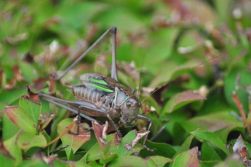 Grasshopper, JPG