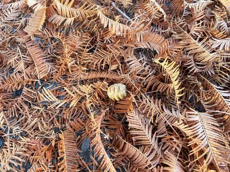 メタセコイアの落ち葉 メタセコイアの落ち葉 テクスチャ,メタセコイア,落ち葉の写真素材