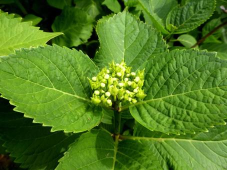 5月中旬、つぶつぶが見え始めたアジサイ アジサイ,花,植物の写真素材