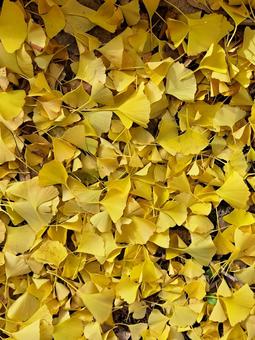 イチョウの集まり イチョウ,黄色,落ち葉の写真素材