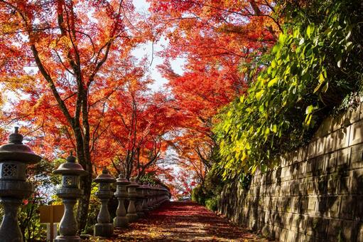 称名寺の紅葉⑿ 秋,紅葉,称名寺の写真素材