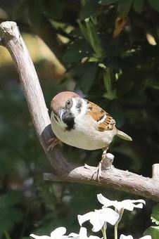 とまり木のスズメ 自然,野鳥,小鳥の写真素材