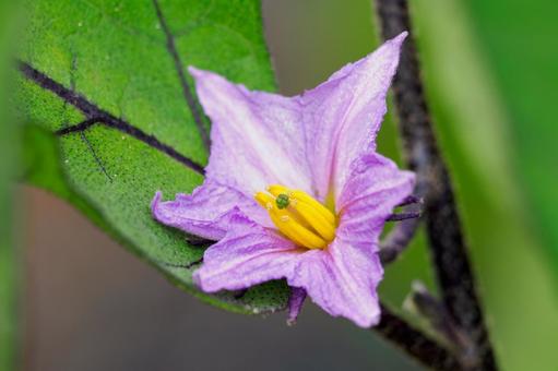 ナスの花⑶ ナスの花⑶ 花,野菜,ナスの写真素材