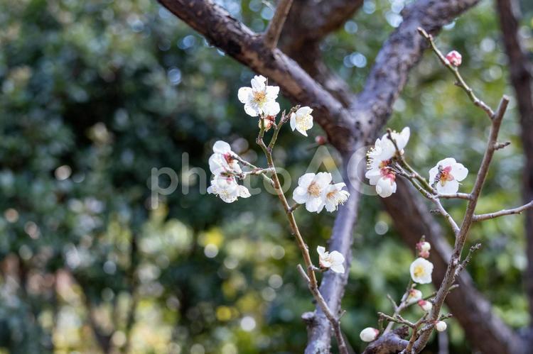 長久保緑化公園の白の梅の花 花,梅,白の写真素材