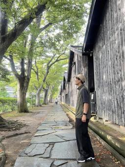 ケヤキ並木 山居倉庫 ケヤキ並木 山居倉庫 山居倉庫,酒田市,山形の写真素材