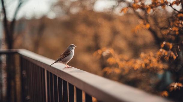 ベランダに訪れる秋の小鳥 ベランダに訪れる秋の小鳥の写真