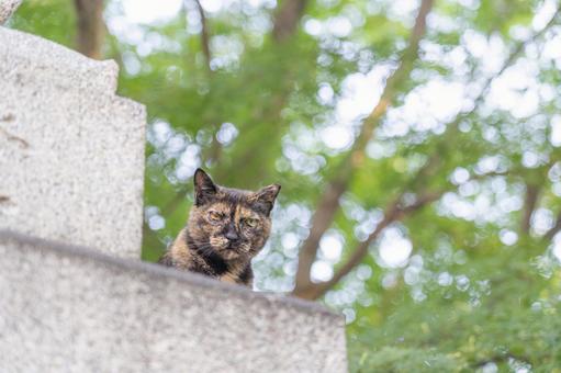 神社の野良猫_2 神社の野良猫_2 野良猫,動物,神社の写真素材