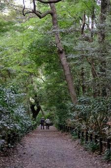 ［季節のイメージ］晩秋｜小雨｜森｜散歩道 自然教育園,白金台,港区の写真素材