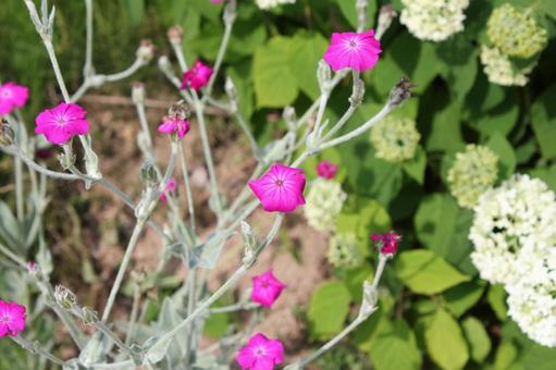 スイセンノウ3の写真