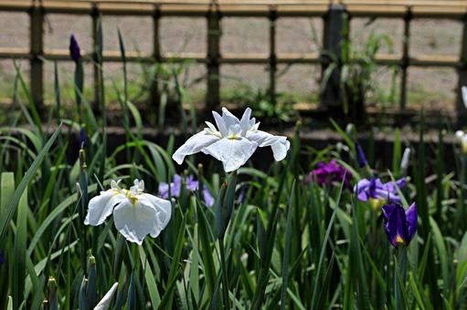 Flower garden, yamato central park, flower garden, iris garden, JPG