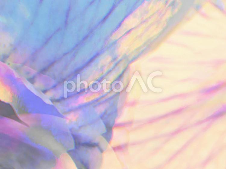 花のクローズアップ虹色の抽象背景 抽象,虹,背景の写真素材