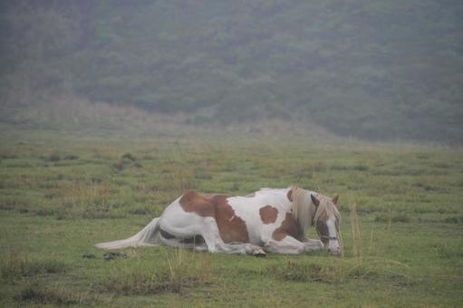 阿蘇草千里の馬 阿蘇,馬,ホースの写真素材