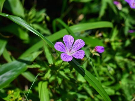 夏の山野草 - ハクサンフウロ ハクサンフウロ,白山風露,フウロソウの写真素材