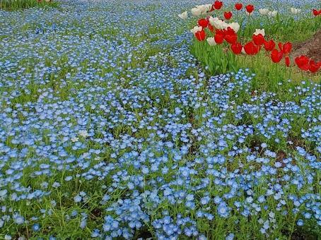 Nemophila and tulips in Hibiya Park, JPG Nemophila and tulips in Hibiya Park, JPG