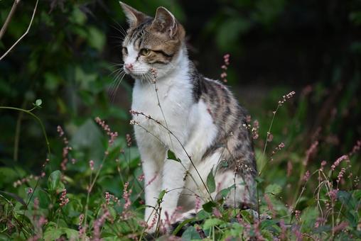 浄瑠璃寺のニャンズ　秋編 猫,動物,屋外の写真素材