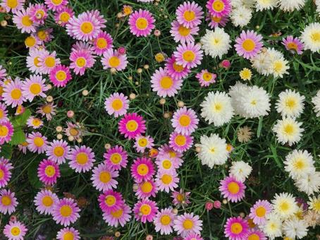 3色のマーガレットの写真