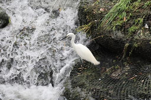 コサギ (川でエサを待つ) コサギ (川でエサを待つ)の写真