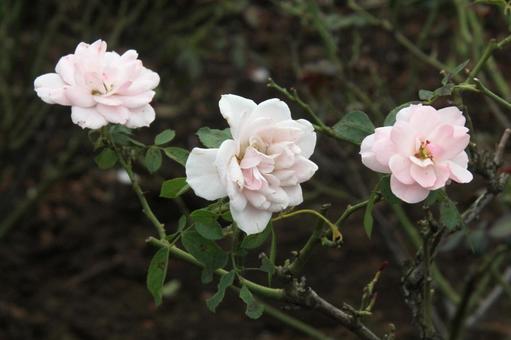 バラ・薔薇 ボニカ バラ・薔薇 ボニカの写真