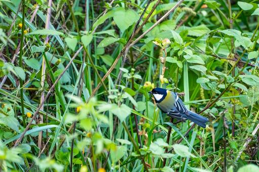 シジュウカラ(118)の写真
