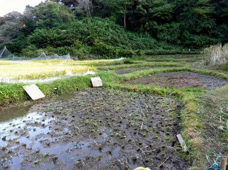 鎌倉中央公園・稲刈りを終えた水田の風景 田畑,田んぼ,水田の写真素材