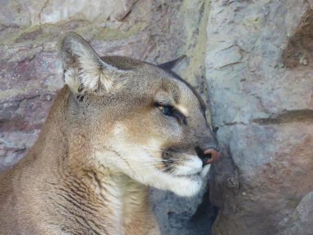 精悍なピューマの横顔の写真