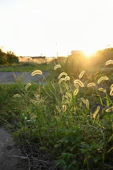 ねこじゃらしの写真