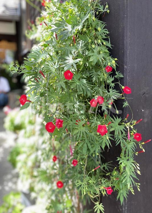 昼顔の咲く軒先 昼顔,朝顔,赤い花の写真素材