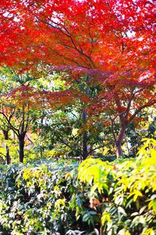 紅葉のイメージ素材 紅葉のイメージ素材の写真