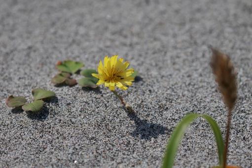 ハマニガナの写真