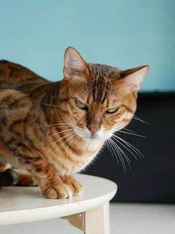 怒ったような顔の猫 猫,ベンガル,怒り顔の写真素材