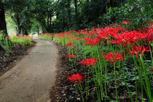 彼岸花の小道の写真