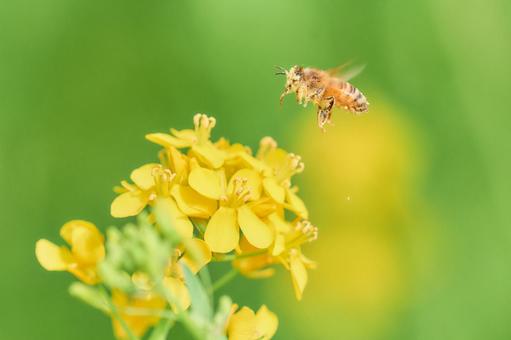 A pollen-covered bee flies over rapeseed flowers, JPG A pollen-covered bee flies over rapeseed flowers, JPG